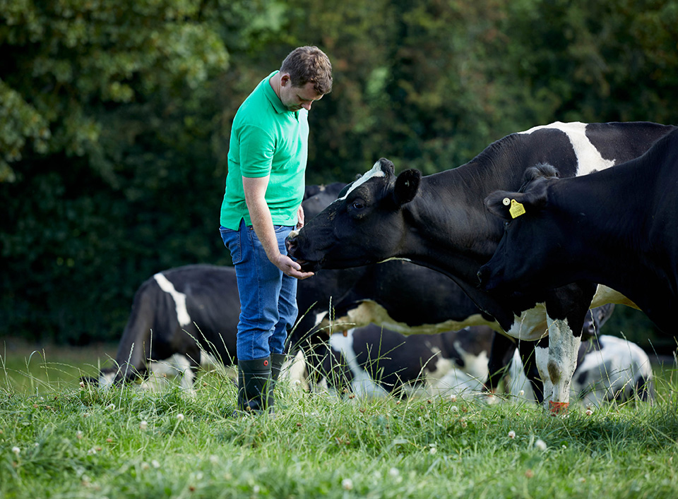 farmer in field with cows