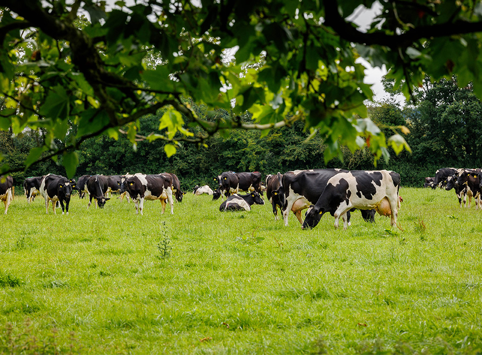 field full of cows grazing on grass